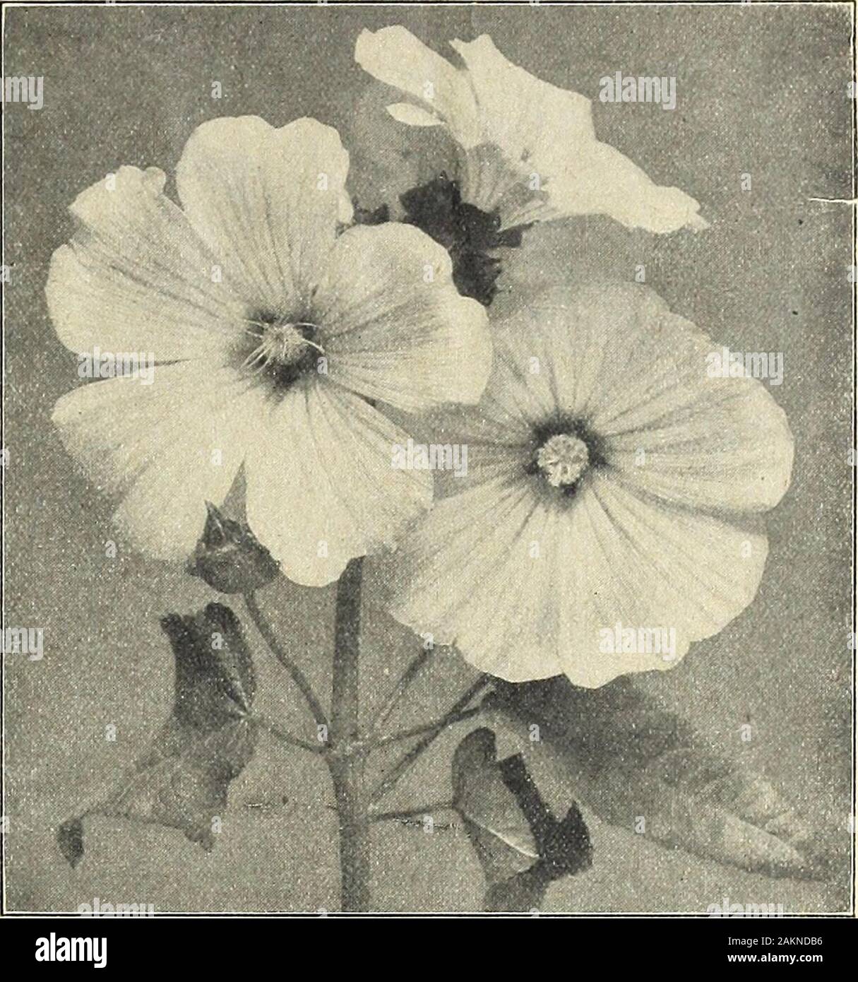 Farquhar's garden annual : 1918 . hey are very desirable.2440 Aborea Variegata. (Tree Mallow.) Excellent for sub-tropical beds. Large ornamental foUage plants with Pkt.leaves profusely mottled yellow and white. 4 feet. 15 59 2445 24462450 24552462 2465 24672470 2475 2480 2485 Rosea SplendenS. Large flowers of brilHant rosy-pink; superb for cutting. 3 ft. ... 5 oz., .40; Alba SplendenS. Large pearly-white flowers; verydecorative. 3 ft. ... ... ...  oz., .40; Trimestris Pink. Useful for planting in masses orfor cut flowers. 3 ft. ... ... Oz., .60; Trimestris White. Oz., .60; LAYIA ELEGANS. A pr Stock Photo