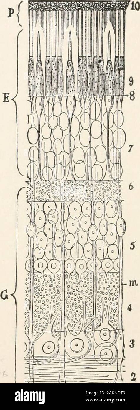 General principles of zoology . FIG. 78. FIG. 79. FIG. 78.—Ocellus (oc) of a medusa (Lizzia Koellikeri) with lens (/). FIG. 79.—Human retina. (After Gegenbaur.) P, pigment-layer; E, layer of sensory cells ;G, optic ganglion ; i, limitans interna ; 2, nerve-fibre layers ; 3, ganglion-cells ; 4, innerreticular layer ; 5, inner granular layer ; 6, outer reticular layer ; 7, outer granular layer ;8, limitans externa ; .;, rods and cones ; 10, tapetum nigrum ; M, Miillers fibres. layer and the ganglion-cells (nerve-fibre layer) (Fig. 79 G),belong to the optic ganglion ; the layer of the optic cells Stock Photo