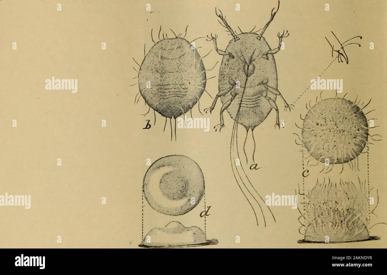 Insect pests and plant diseases, containing remedies and suggestions recommended for adoption by farmers, fruit-growers, and gardeners of the provincePrepared under the supervision and authority of the Provincial Board of Horticulture. . e insects,and this will indicate to one not familiar with their appearance the existence of living insectsbeneath the scaly covering. The majority of the scales do not exceed one-sixteenth of an inch in diameter, but whereonly a few are found they become larger, and the females may reach an eighth inch. Upon young shoots and leaves where the scales are not so Stock Photo