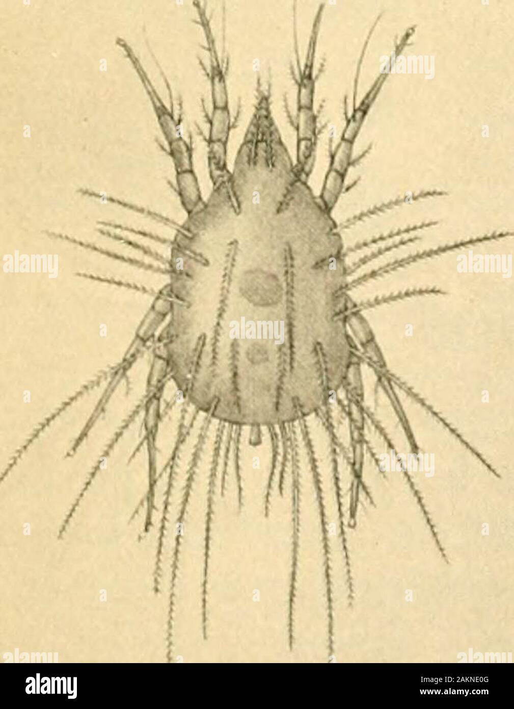 Guide to the Crustacea, Arachnida, Onychophora and Myriopoda exhibited in the Department of Zoology, British Museum (Natural History) .. . Fig. 74. Sarcoj&gt;tcs scabivi, the itch mite, x 100(after Cauestrini). S U B - O K D E i;, V. ASTIGMATA. In these Acari, which are closely alUed to the Prostifpiiafa, there is no trace of a respiratory system. Many of them are parasitic, otiiers are free-living and feed on animal and vegetable refuse.It is to this sub-order that themite (Sarcoptcs scahici) whichis the cause of itch belongs.The cheese mite (Tjjroijhjphussiro) is perhaps the most fami-liar o Stock Photo