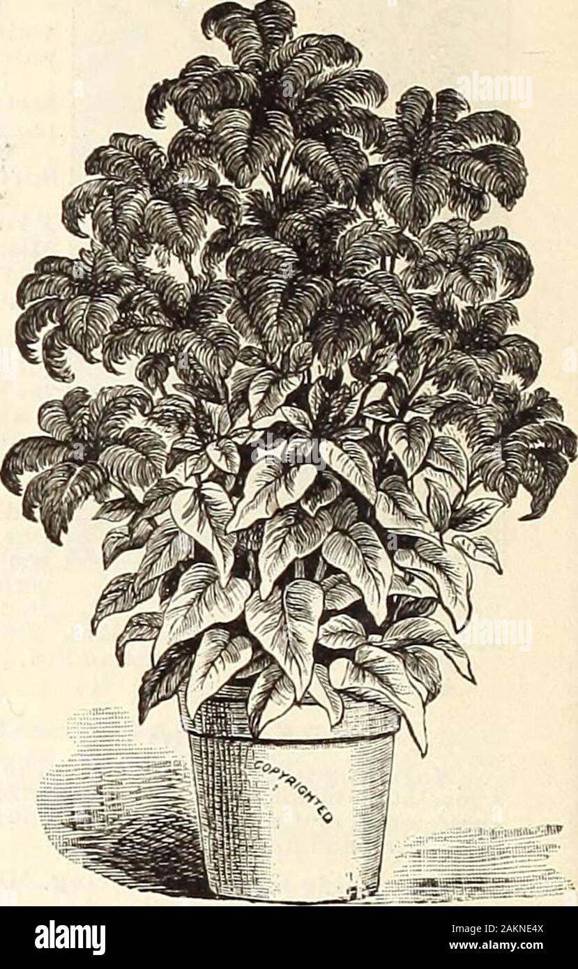 Garden and farm manual : 1905 . ation, this new sort will be foundinvaluable for florists. The stalks are very stiff and the flowerslarge and very double. The calyx rarely ever bursts, and thepercentage of double flowers is very great. Pkt., 15c. Celosia (Coxcomb) Very popular annuals of the easiest culture, producinglarge, ornamental comb-like heads; useful both for summerbedding and pot plants as well. CRISTATA, OR CRESTED VARIETIES 675. DWARF CRIMSON. Large combs. Pkt., 5c. 676. VARIEGATA. Crimson and gold. Pkt., 5c. 677. JAPONIC A. Ruffled scarlet combs. Pkt., 5c. 678. GLASGOW PRIZE. Immen Stock Photo