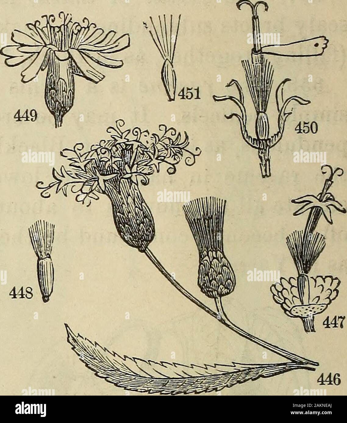 The American botanist and florist; including lessons in the structure, life, and growth of plants; together with a simple analytical flora, descriptive of the native and cultivated plants growing in the Atlantic division of the American union . ton-bush, Clover. But the morecommon examples of the ca-pitulum are seen in the Com-positse, where the summit ofthe peduncle, that is, the re-ceptacle, is dilated, bearing thesessile flowers above, and scale-like bracts around, as an in-volucre. 362. The capitulwn of theCompositae is often called a ,^ „ ;j 43 JC ^^^ *.n ,.^ 44G, Vernonia fasciculata—fl Stock Photo