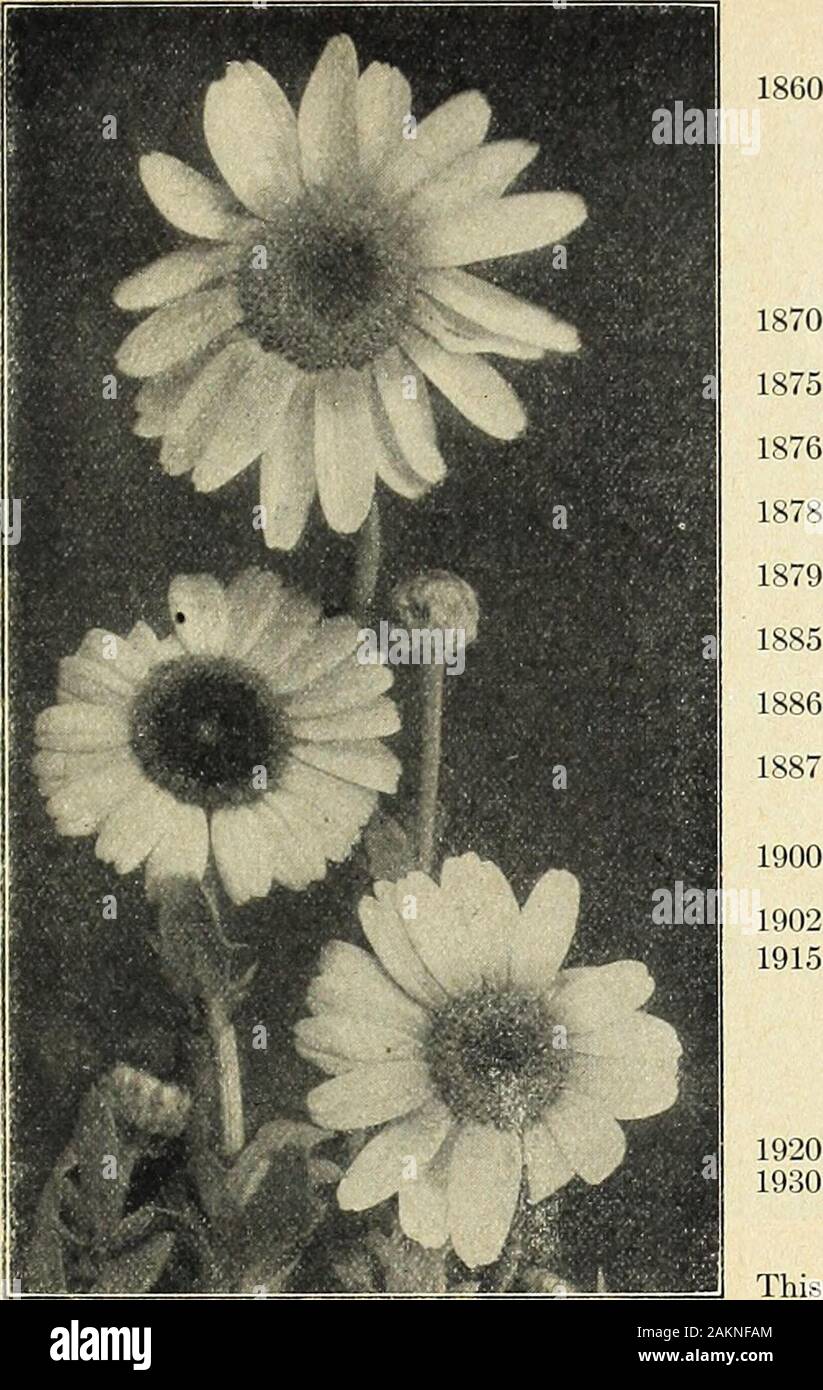 Farquhar's garden annual : 1918 . Centaurea Cyanus. Double. R. & J. FARQUHAR & CO., BOSTON. ANNUAL FLOWER SEEDS.. 19021915 19201930 CINERARIA. Maritima. {Dusty Miller.) Silvery-^reen laciniated foliage. 1 ft. . .Cineraria hybrida, see No. 5435. Clarkia. These popular annuals are of easy culture, and in lar^^e masses are exceed-ingly bright and attractive. The long graceful sprays are valuable fortable decoration. 1 ft. Farquhars Salmon Queen. Long graceful sprays of double salmony-pink flowers Oz., $1.00; | oz., .30 Farquhars White Prince. Very large, double white flowers. Oz., .75; i oz., .25 Stock Photo