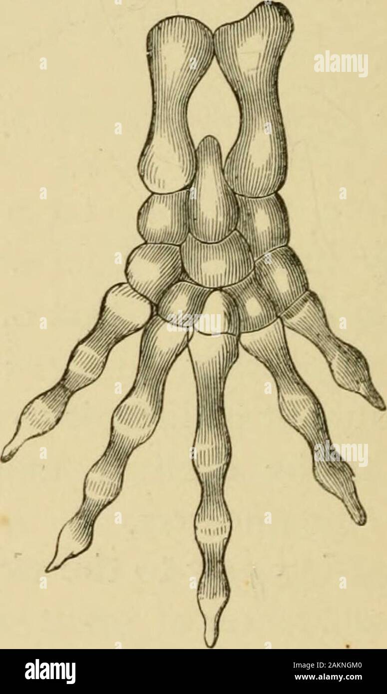 The common frog . Fig. 48. Fig. 49. Fig. 48.—Skeleton of anterior extremity of an eft.Fig. 49.—Skeleton of posterior extremity of the same. and other Efts. Nevertheless, there are certainreptiles, and, strange to say, they are once moreChelonians, which agree in this resemblance—as m.aybe seen in the hand of the tortoise — Chelydraserpentina. The bones of the fingers show, moreover, a greaterlikeness, in certain respects, to those of beasts than tothose of reptiles. No finger has a greater number of VI.] THE COMMON FROG. 85 joints than three, while, in some lizards, the fourthdigit may have as Stock Photo