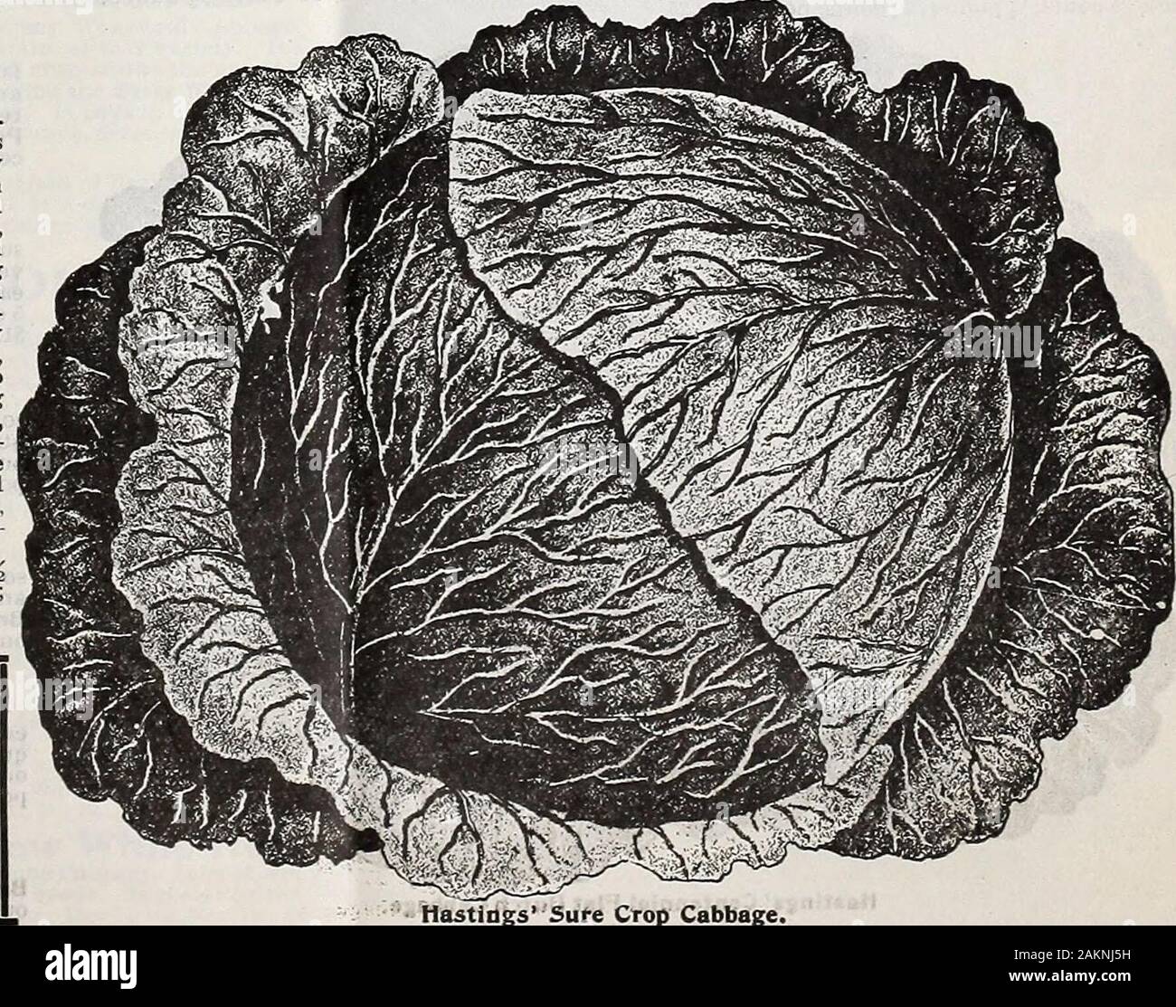 H.GHastings & Co: spring 1907 catalogue . Hastings Long* Island Wakefield Cabbage. Hastings Long Island Wakefield Cabbage s^Tel&fofaTy of the large Wakefield strains. Earlier, larger and finer bred than any of the strains of CharlestonWakefield. One and a half to two pounds heavier, firmer, better shape and more solid than theEarly Jersey Wakefield. In good soil and with favorable waather conditions it is often ready foruse in 50 days from transplanting. It is a gem for those desiring a first-class pointed cabbage, andmakes a splendid first early cabbage for family use. Premier Brand Seed—Pack Stock Photo