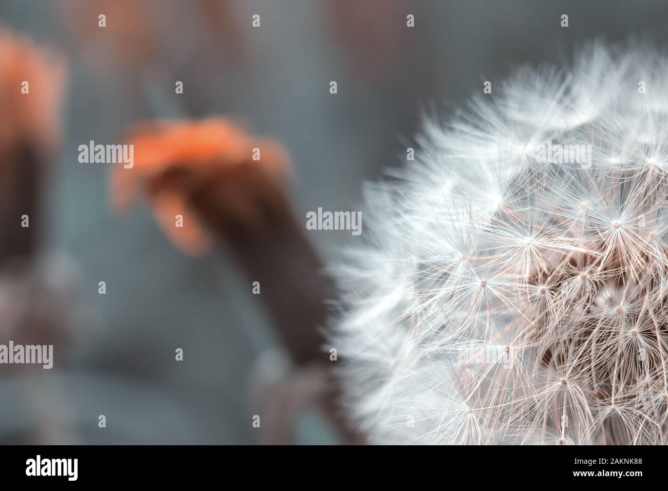Dandelion flower seedhead closeup with sunlight and blue pale sky background. Stock Photo