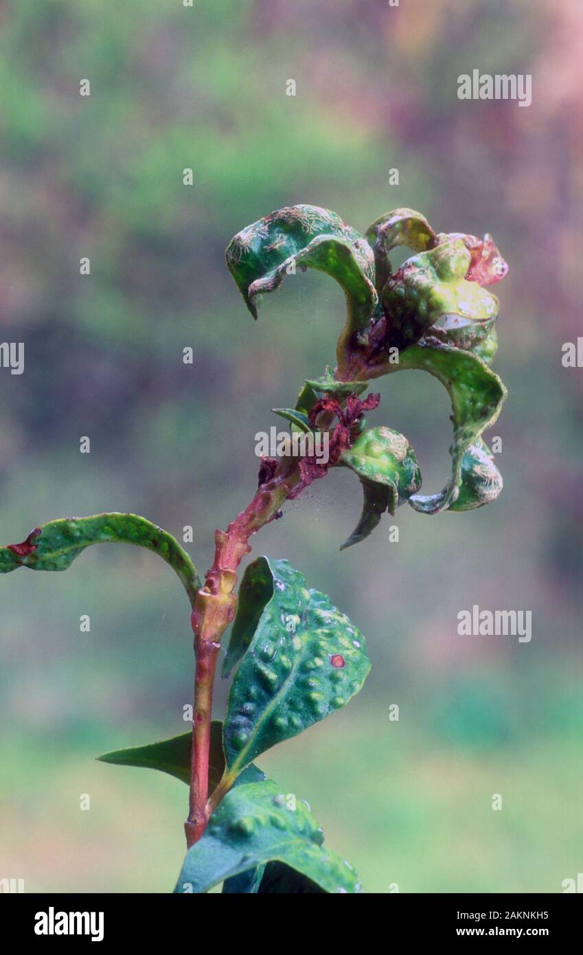 SEVERE LEAF CURL ON LEAVES OF FRUIT TREE Stock Photo Alamy