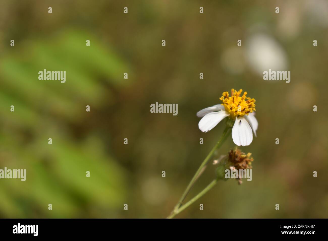 A coatbuttons flower (Tridax procumbens) in green nature. The local name is kembang cunduk mentul. Surakarta, Indonesia. Stock Photo