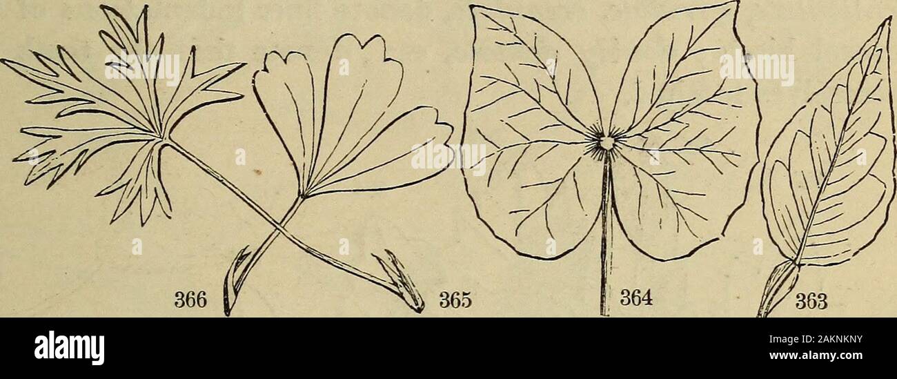 The American botanist and florist; including lessons in the structure, life, and growth of plants; together with a simple analytical flora, descriptive of the native and cultivated plants growing in the Atlantic division of the American union . ften exist in different parts of the same leaf,illustrating the gradual transition of leaves from sim23le to com-pound in all stages. The leaves of the Honey-locust and Cofffee-tree (Gymnocladus) often afford curious and instructive exam-ples (362). 305. A hiternate leaf is formed when the leaflets of a ternateleaf give place themselves to ternate leave Stock Photo