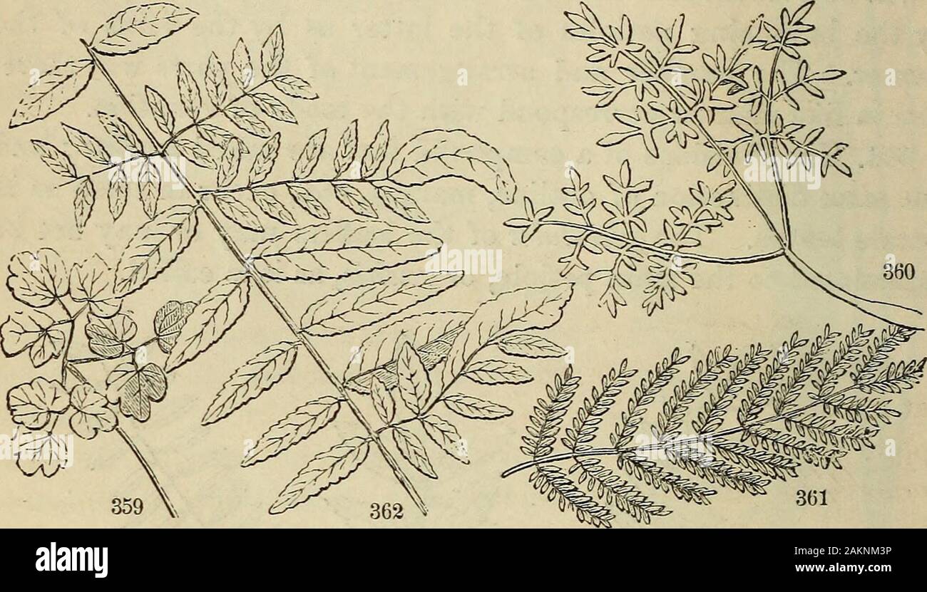 The American botanist and florist; including lessons in the structure, life, and growth of plants; together with a simple analytical flora, descriptive of the native and cultivated plants growing in the Atlantic division of the American union . Compound kat-es.—354, Trifolium repens. 355, Desmodium rotundifolium. 356, Sesbania. 357, Cas- sia. 358, Agrimonia. 302. Pinnately compound. From the pinnate-veined ar-rangement we may have the pinnate leaf, where the petiole(midvein) bears a row of leaflets on each side, either sessile orpetiolulate, generally equal in number and opposite. It is un-equ Stock Photo
