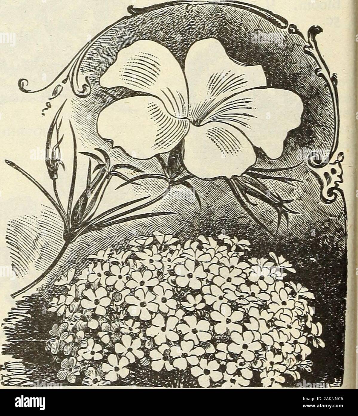 Garden flower and field seeds 1902 . l. Double, white.Heiipterum. Yellow.Rhodanthe. Various col-ors, white, pink, crimson, etc.Mixed. 2671. Xeranthemum. Purpleand white. Form and colorretained longest of all.Any of above, Pkt., 5c. 1 ofeach (7) for 25c. GAILLARDIA. GAILLARDIA. (Blanket Flower.) CHOWY, hardy plants, useful forbeds, borders, and cut flowers.Worthy of better recognition. Theydo best in good, light soil, com-mence to bloom early, and continueuntil late in autumn. The flowersare 2 to 3 inches across, in severalshades of yellow, orange, and crim-son. 2 ft. A. and P. 2695. Single, mi Stock Photo