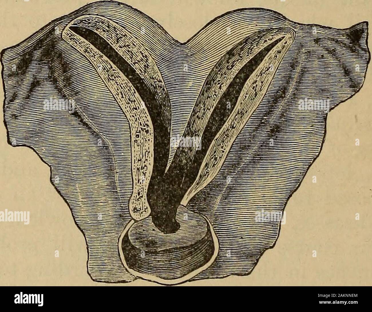 A treatise on the science and practice of midwifery . from the sympathetic, but, as the hypogastric plexus is connectedwith the sacral nerves, it is probable that some fibres from the cerebro-spinal system are distributed to the cervix. It is now generally admit-ted that nervous filaments are distributed to the cervix, even as far asthe external os, although their existence in this situation has been deniedby Jobert and other writers. The ultimate distribution of the nervesis not yet made out. Polle describes a nerve-filament as entering thepapillae of the cervical mucous membrane along with t Stock Photo