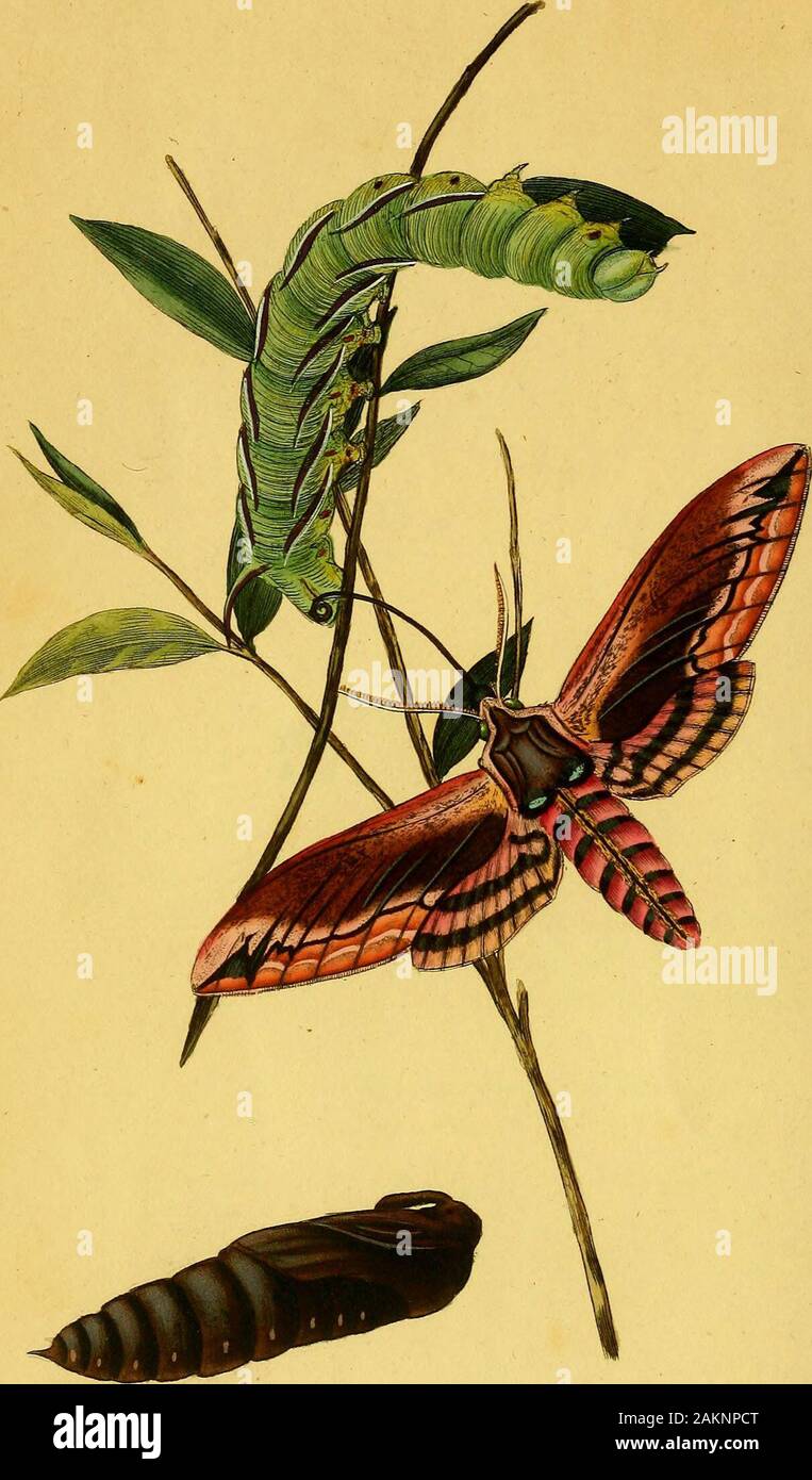 The natural history of British insects explaining them in their