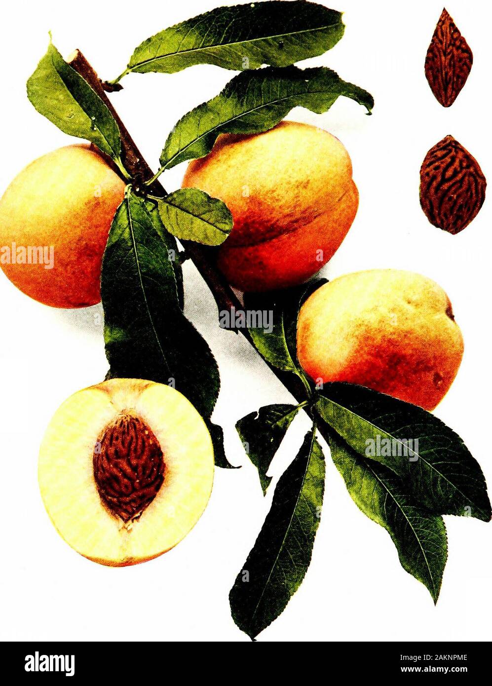 The peaches of New York . ine large, reddish-brown or grayish, mixed glandsusually on the leaf. Flower-buds long, conical or obtuse, plimip, somewhat appressed, pubescent; seasonof bloom early; flowers pale pink, one and three-fovuths inches across, well distributed;pedicels short, medium to slender, glabrous, green; calyx-tube reddish-green, orange-coloredwithin, obconic, glabrous; calyx-lobes broad, usually acute, glabrous within, pubescentwithout; petals ovate, notched near the base, tapering to long, narrow claws variablein color at the base; filaments one-half inch long, shorter than the Stock Photo