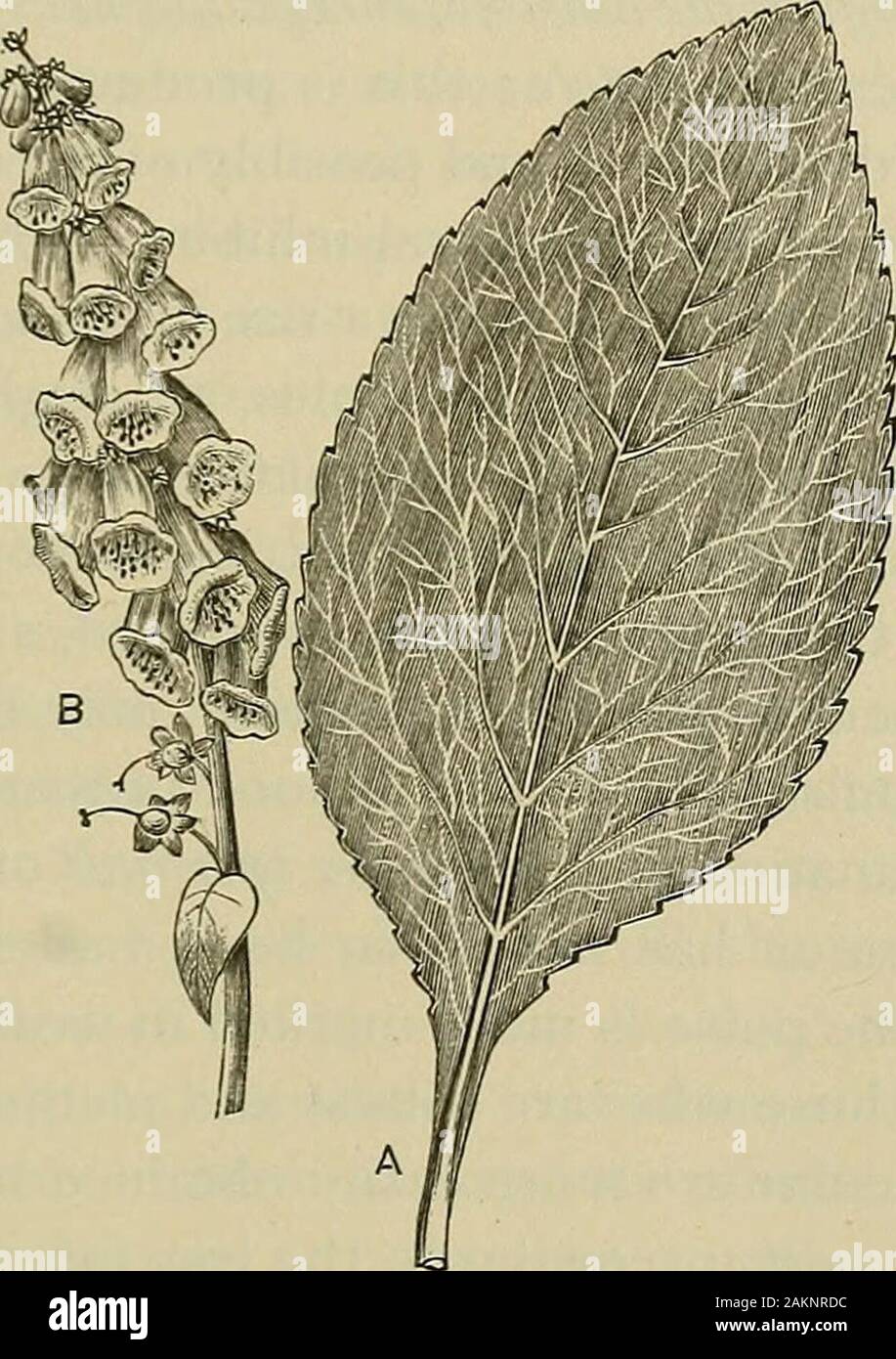 Materia medica and therapeutics : for physicians and students . rminal spike. The seeds and leaves are both active,but the latter only are em.Y&gt;oyed, from plants of the second yearsgrowth; and those from the European wild plants are preferred,as the cultivated variety is thought to be inferior in virtue. The * Gossypium Herbaceum. Thesis by Thos. Harry Huzza, m.d., avvarded theMedical News Prize at the Jefferson Medical College, of Philadelphia, 1887. SPINANTS DIGITALIS. 26q petioles are removed, and the leaves are then dried in baskets, ina dark place, in a drying-stove. When dried, they Stock Photo