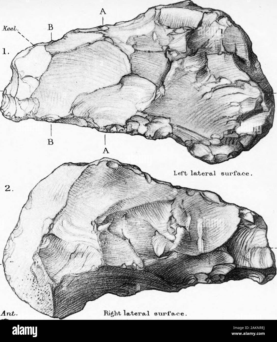 The Transition from Rostro-Carinate Flint Implements to the Tongue ...