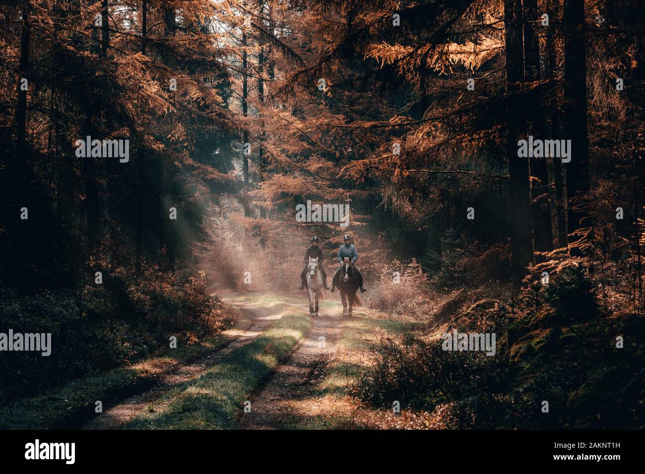 Luneberg, Germany - Nov 10, 2019: Two female esquestrians ride horses in the Heide forests woodand with autumn golden sunlight cast over them Stock Photo