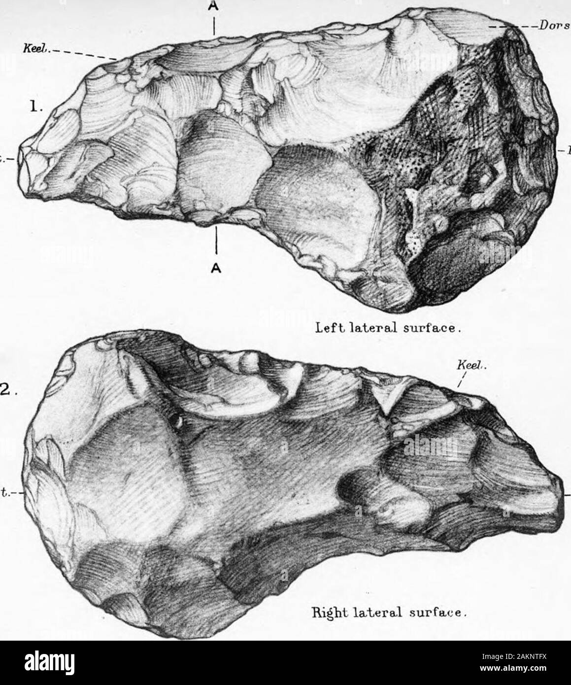 The Transition from Rostro-Carinate Flint Implements to the Tongue-Shaped Implements of River-Terrace Gravels . PoKt.Ventra.1 surface. Post,. Dorsal aurfact; Plate 52.(84/100 actual size.)Another specimen from same gravel pit as above, also found and presented byRev. H. G. O. Kendall. Positions of sections indicated by vertical lines in fig. 1.. —DorsaL platform... A-nt. Stock Photo