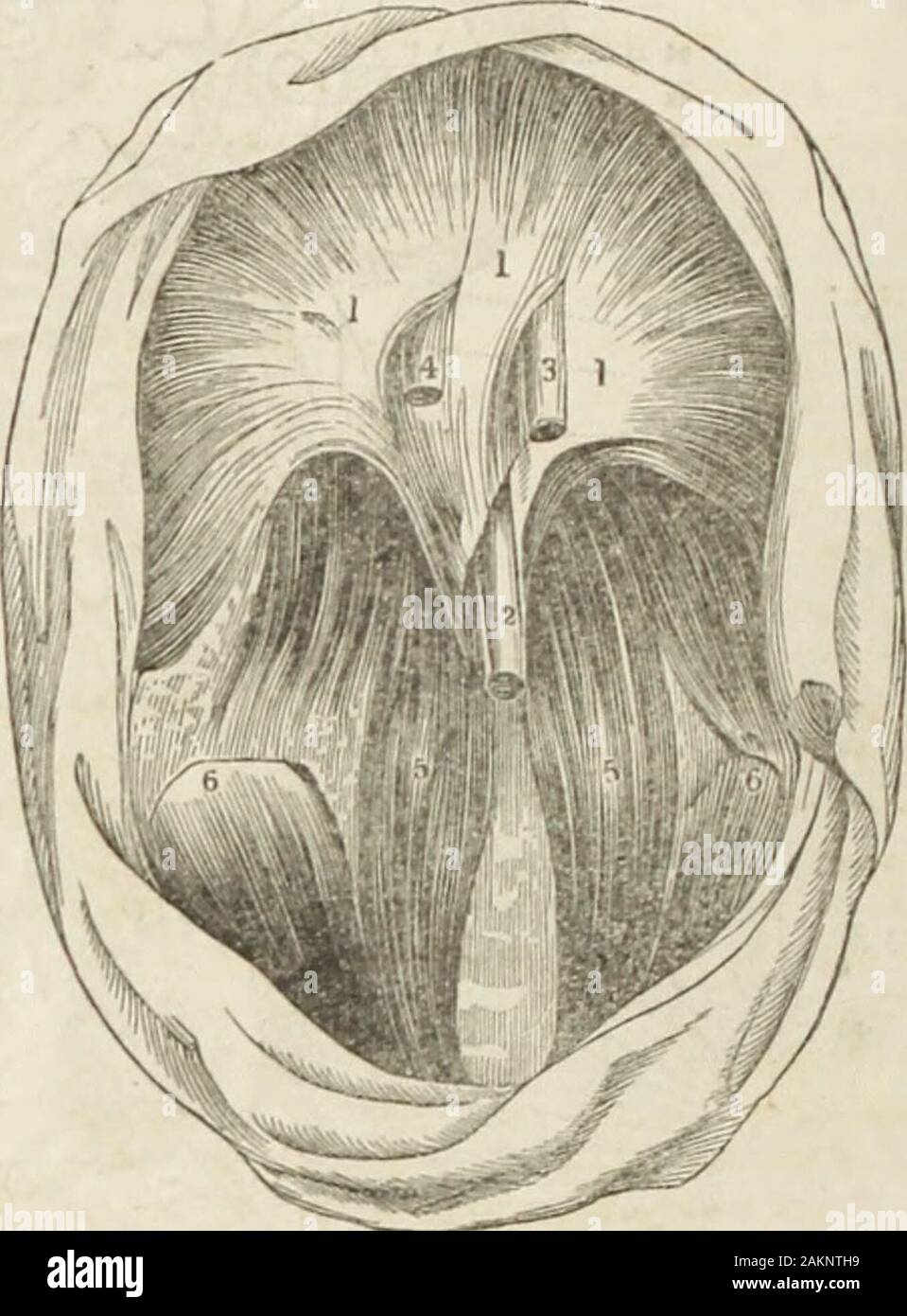The Water-cure journal, and herald of reforms, devoted to physiology, hydropathy and the laws of life . below the sternum.- This symptom is always aggravated on lying down,especially if the stomach is in the least overloaded with food. Fig. 3, which represents in situ the principal abdominal viscera, affords Fig. 3. Stock Photo