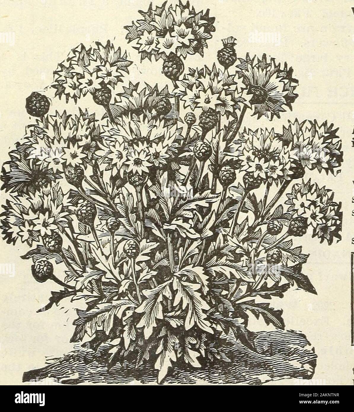 Garden flower and field seeds 1902 . C HRYS ANTHEMUM MAXIMUM. CALLIOPSIS, GOLDEN WAVE. Chrysanthemums ANNUAL VARIETIES. The annual Chrysanthemums are distinctfrom the autuma flowering varieties,blooming all summer long. They make abeautiful show grown in pots or inbeds, and are extensively grown ascut flowers. 2434. Single. Mixed. Pkt., 3c.2439. Double. Mixed. Pkt. 3c. HARDY PERENNIAL SORTS.2445. Frutescens Grandiflora, (French Marguerites.) Largelygrown for cut flowers. They makeelegant busby pot plants forwinter flowering, and bloom allsummer in the garden. White.Pkt., 5c. 2447. C. Maximum P Stock Photo