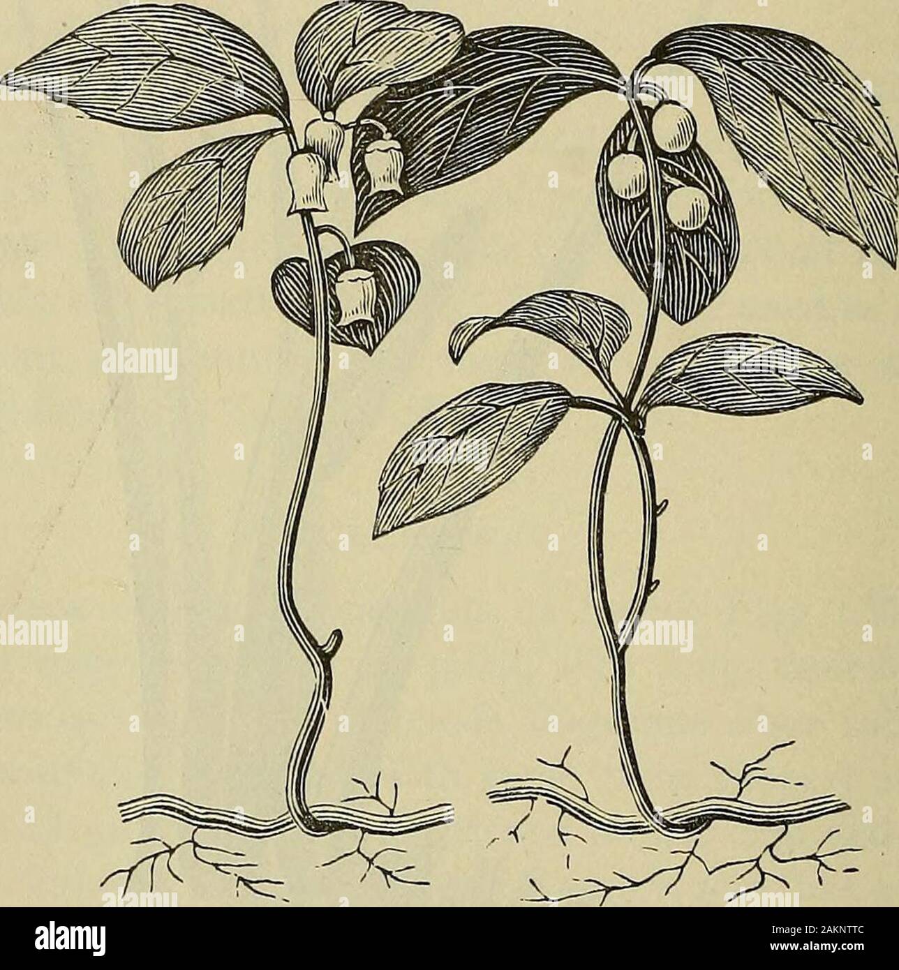 Carminative High Resolution Stock Photography And Images Alamy