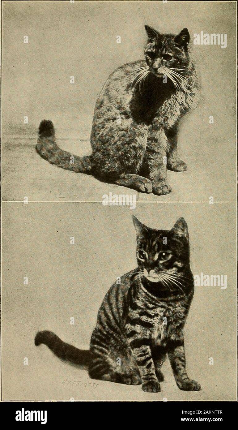 Pets and how to care for them . [(•&gt;? ,?,?.???;«? if i :?!;: i 11111!. Photograph by H. V. Furness European Wild Cat (above)Domestic Striped Tabby Cat (below) PETS AND HOW TO CARE FOR THEM BY LEE S. CRANDALL ssistant Curator of Birds, New York Zoological Park; Fellow of the New York Zoological Society; Member of the American Society of Ichthyologists and Herpetologists; Associate Member of the American Ornithologists Union, etc. WITIi ILLUSTRATIONS FROM LIFE Second Editionpetshowtocarefor00cran Stock Photo