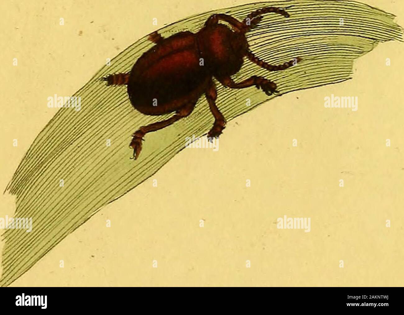 The natural history of British insects : explaining them in their ...