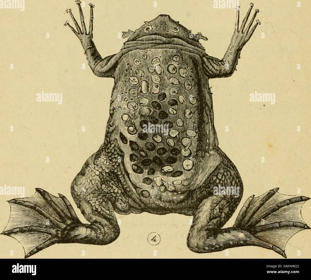 The common frog . Fig. 10.—The female of Noiotreuia mn&gt;-suhiatujii, uuh trie pou;h partly cut open (alter Giiiither). Into this the eggs are introduced for shelter andprotection. A dorsal pouch also exists in the alliedAmerican genus, Opisthodelphys. An American spe-cies of Hylodes has the habit of lavine its ^^^s intrees singly in the axils of leaves, and the onlywater they can obtain is the drop or two whichmay from time to time be there retained. A still more remarkable mode of protecting the^gg is developed by the Great Toad of tropicalAmerica {Pipa americana). In this case the skin H 3 Stock Photo