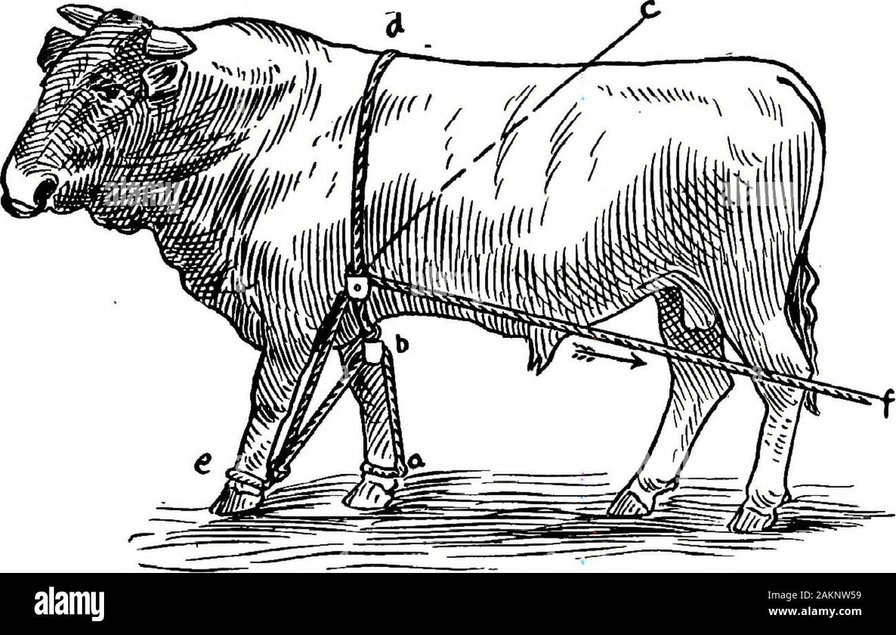 Restraint of domestic animals; a book for the use of students and