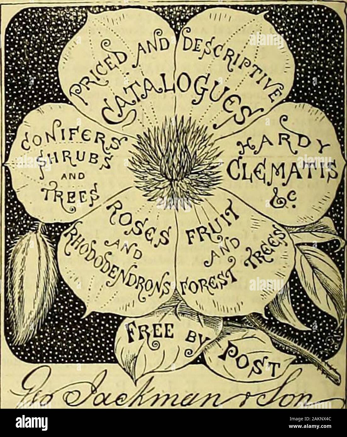 The Gardeners' chronicle : a weekly illustrated journal of horticulture and allied subjects . althamEastern Ra Station, Greatilway.) WM. PAUL & SON (Successors to the late A. Paul & Son), Est.ibli,shed 1806. Invite attention to the follow-ing articles, which they continue to makeobjects of special care and attention :— A. ROSES. B. EVERGREENS, CONIFERS, ORNA- MENTAL TREES, CLIMBINGPLANTS, &c. C. FRUIT TREES, including GRAPE VINES and STRAWBERRIES. D. HYACINTHS, TULIPS, and other BULBS, CAMELLIAS, &c. E. Special List of the above for large Buyers/•.NEW ROSES, GERANIUMS, PHLOXES, DAHLIAS, &c.G. Stock Photo