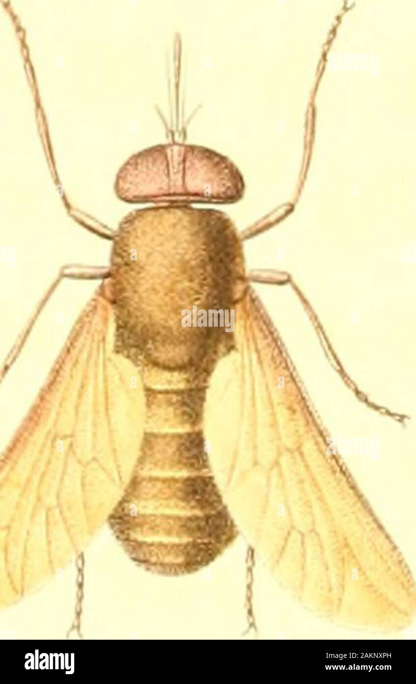 American entomology, or, Descriptions of the insects of North America : illustrated by coloured figures from original drawings executed from nature . JJr.nrn ,: //. I!/?/,//&gt;,;?/. 70i,//:/v&lt;;/ /V r.TiW.iif. PANGONIA. GENERIC CHARACTER. Wings divaricated; antennae porrect, approxi-mate, three-jointed; first joint cylindrical, secondcyathiform; third joint elongated, subulate, eight-ringed ; proboscis elongated, exserted; stemmatathree j abdomen of seven segments. OBSERVATIONS. This genus is very closely allied to Tabanus,the species having a close resemblance to eachother; but, on accura Stock Photo