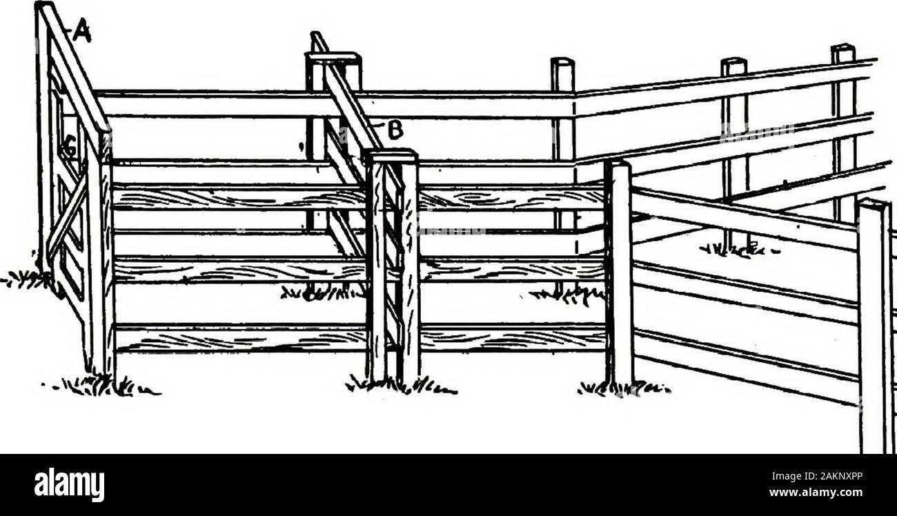 Restraint of domestic animals; a book for the use of students and practitioners; 312 illustrations from pen drawings and 26 half tones from original photographs . Fig. 262. Travis or Stocl&lt;s. Cattle Chute. Figure 263 represents a design of cattle chute which isused very extensively in the West and ^Northwest for confiningwild and range cattle for spaying and other surgical operations.This chute is simply a wedge-shaped stockade. The sides ofthe chute are six feet high and the chute itself is only twoand one-half feet wide. The gate (A) is eight feet high andtwo and one-half feet wide. The s Stock Photo