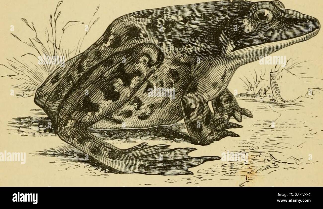 Engulphed Indian bull frog hi-res stock photography and images - Alamy