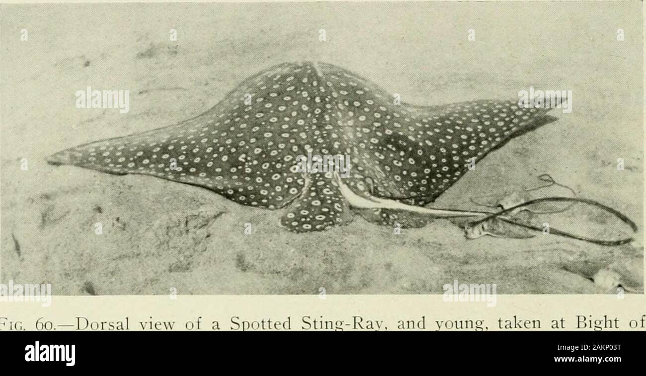 Expeditions organized or participated in by the Smithsonian Institution