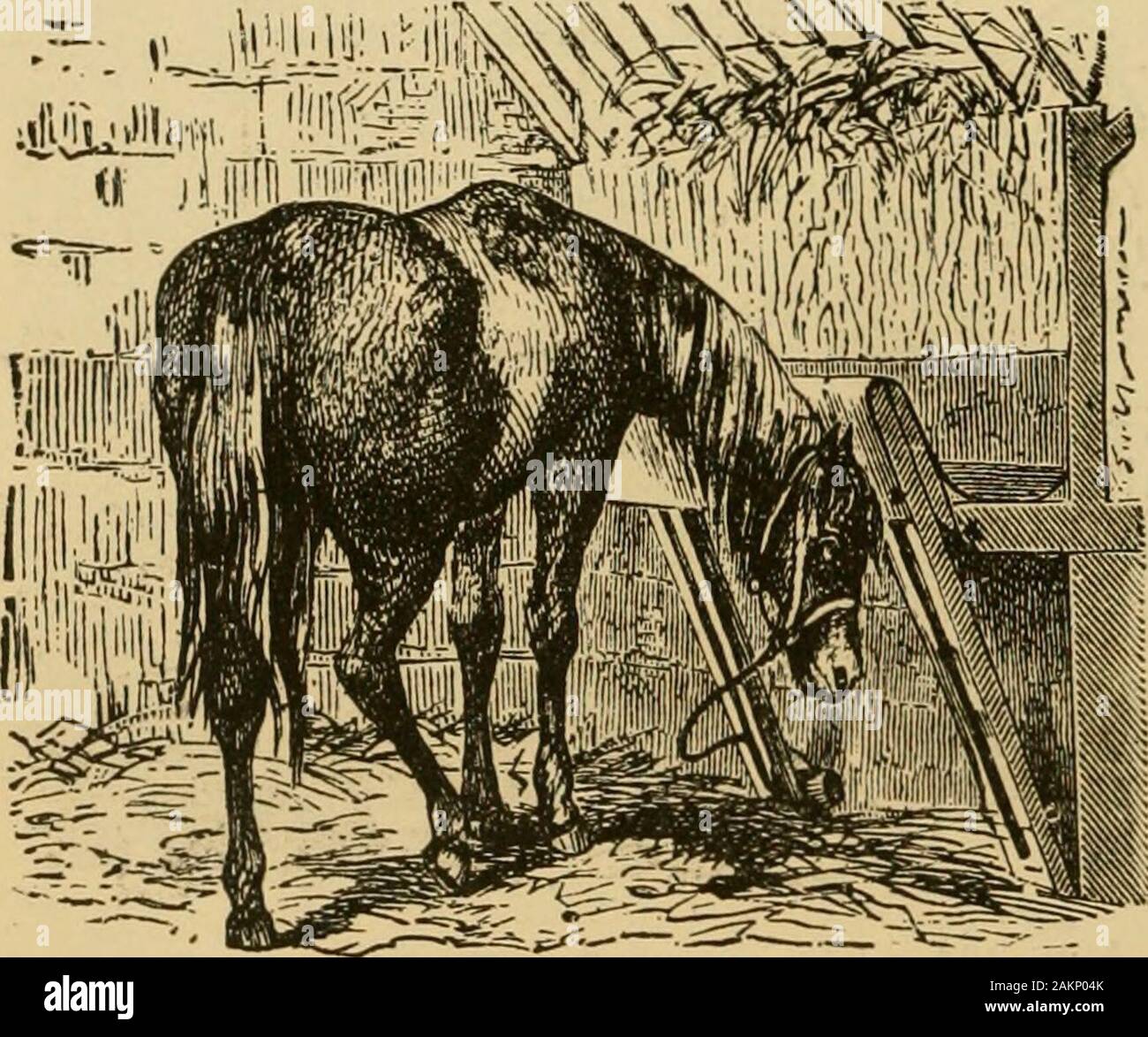 How long can horse live without food