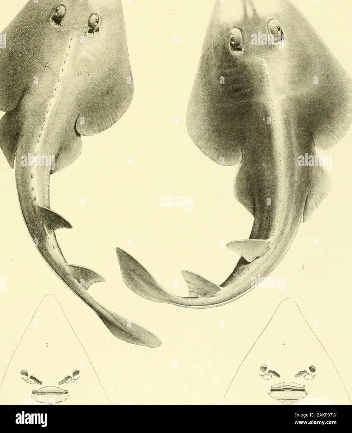 Memoirs of the Museum of Comparative Zoölogy, at Harvard College, Cambridge, Mass . hElIOTVPE CO. PLATE 17». PLATE 17a. RHINOBATIDAE. Fig. 1-2. RnmoBATDa rasus (Page 270). Fig. .3-4. Rhinobato.s planiceps (Page 2.S3). 1. Dorsal view of a specimen 14j inches long. 2. Head from below. 3. Dorsal view of a specimen 17| inches long. 4. Head from below. Mem. Mus. Comp. Zool., Vol. 36. Plagiostomes, Plate 17. / t. E. N. FISCHER, 0£L. •^ELlOTrPE CO. PLATE 17b. PLATE 17. RHINOBATIDAE and RAIIDAE. Fig. 1-2. RniNOBATUS ACDTUs (Page 273). Fig. 3. R.u. kincaidii (Page 343). 1. Dorsal view of a specimen 13 Stock Photo
