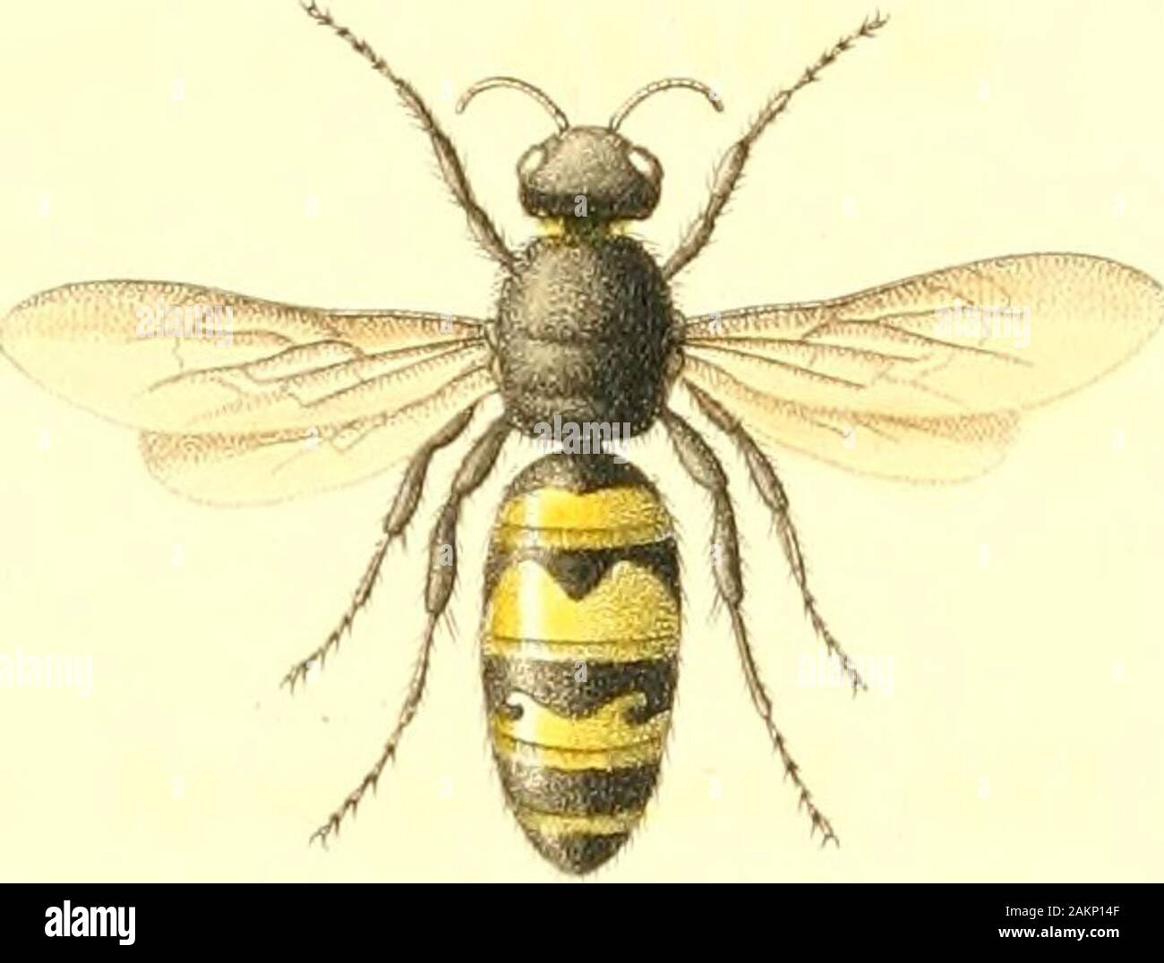 American entomology, or, Descriptions of the insects of North America ...