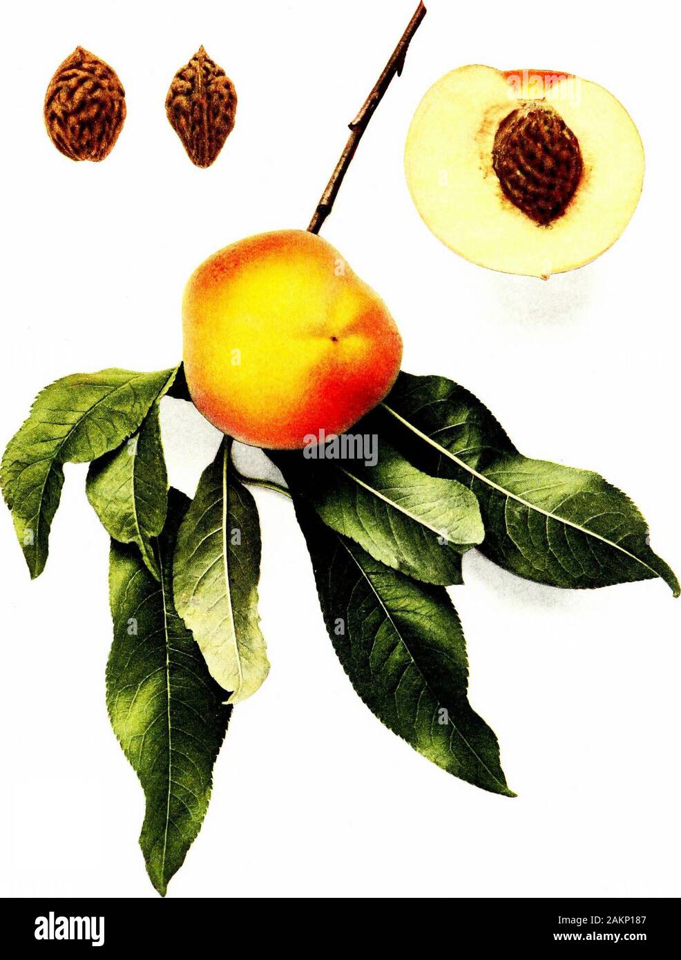 The peaches of New York . hed from Late Crawford,the essential differences being that the fruits of Edgemont are more rotundthan those of Late Crawford and the flavor is a little more acid. Thetrees differ, chiefly, in the greater productiveness of Edgemont and ina little later maturity of the crop. Of the score or more peaches of theCrawford type, in many respects the best of the several types of peaches,Edgemont is distinctly superior to all on our grounds. Compared withElberta, with which it must compete in the markets, it is several dayslater, is juicier, less fibrous, much excels that var Stock Photo