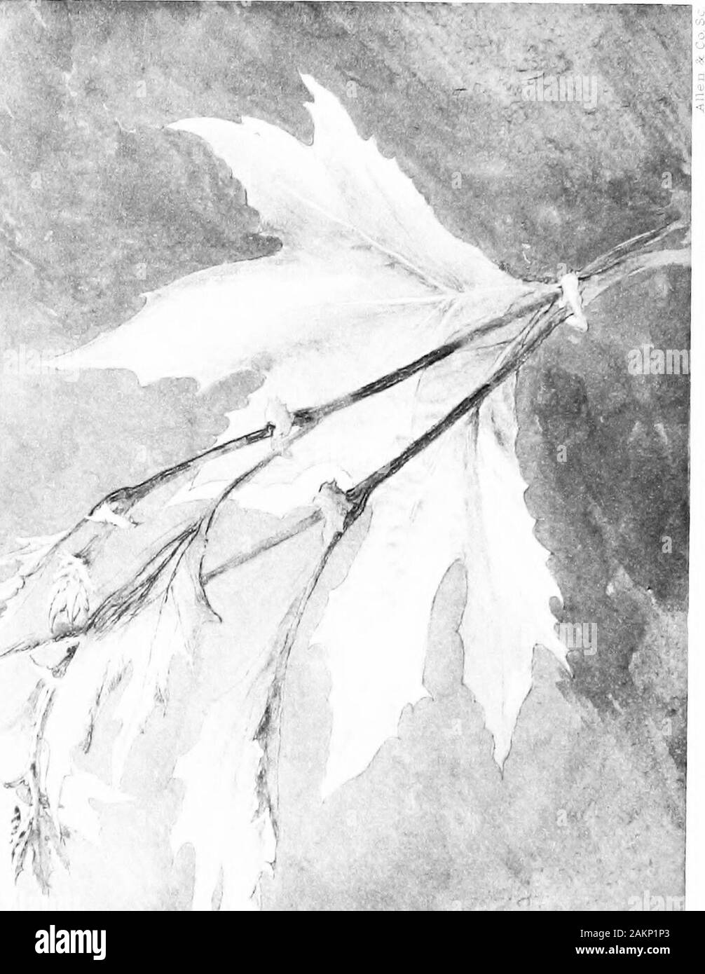The works of John Ruskin . ortion is covered by the mount.- See note below,p. 142, where an engraving of the example is given (Plate XXXVI.).] 6 [This example was No. 35 in the Catalogue of Examples, which reads:— Isis. The etching (by Turners own hand on the copper) for the Libersubject.For a list of examples from the Liber Studiorum, see Index.] 7 [Otherwise known as The Stork and Aqueduct, which example, however,was afterwards removed; the frame now contains the etching of Mill near theChartreuse.] 8 [This is the etching (given in Plate C, Vol. XX. p. 156) for the unpublishedplate (intended Stock Photo