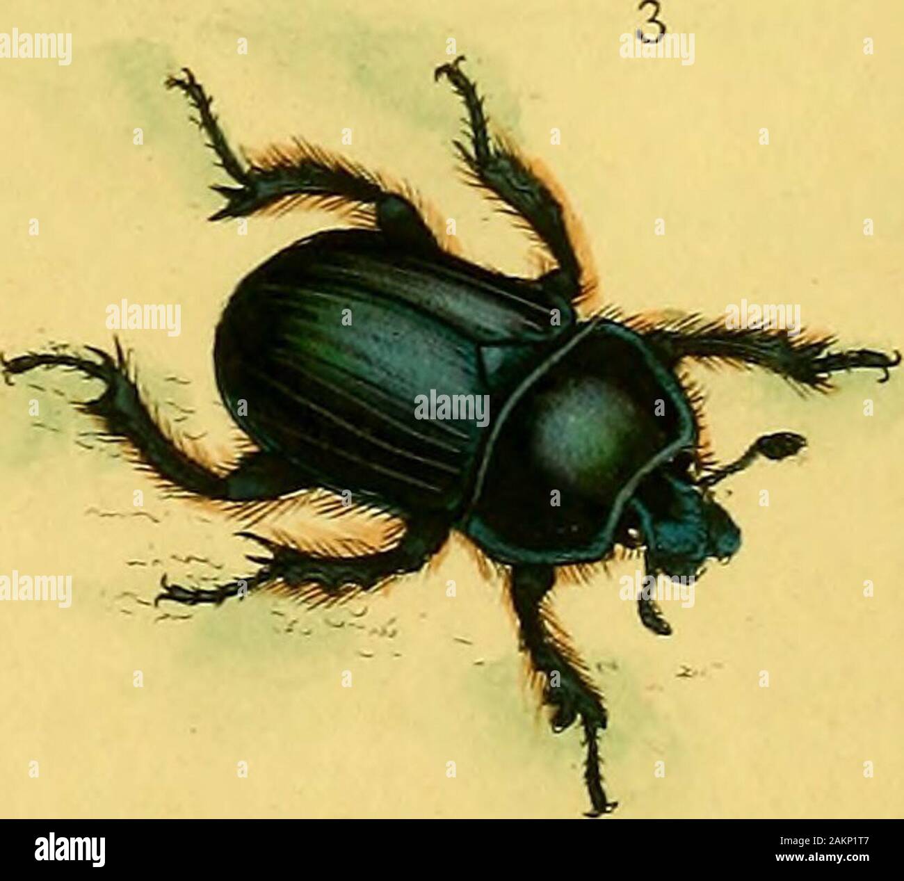 The natural history of British insects : explaining them in their several  states, with the periods of their transformations, their food, oeconomy,  &ctogether with the history of such minute insects as require