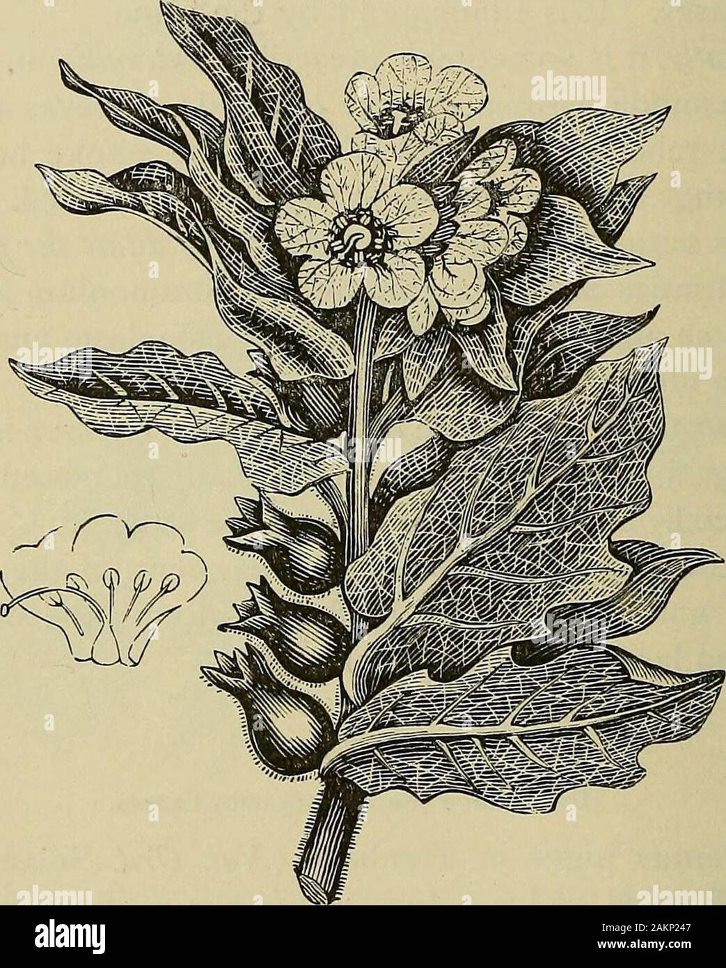 Materia medica and therapeutics : for physicians and students . e northern parts of theUnited States. It grows to the height of about two feet, withlarge sinuated, pale-green leaves, and flowers of a straw-yellowcolor. The whole plant has narcotic properties ; but the leavesonly are officinal. They should be gathered from plants of thesecond years growth when in flower. The active properties of * Am. Med. Monthly, 1856, p. 220. J Arch, de Physiologie Norm. et Pathol., t. iii, 1870, 215. Oulmont et Laurent;De IHyoscine et de la Daturine. 96 MATERIA MEDICA NEUROTICS. the plant depend upon two al Stock Photo