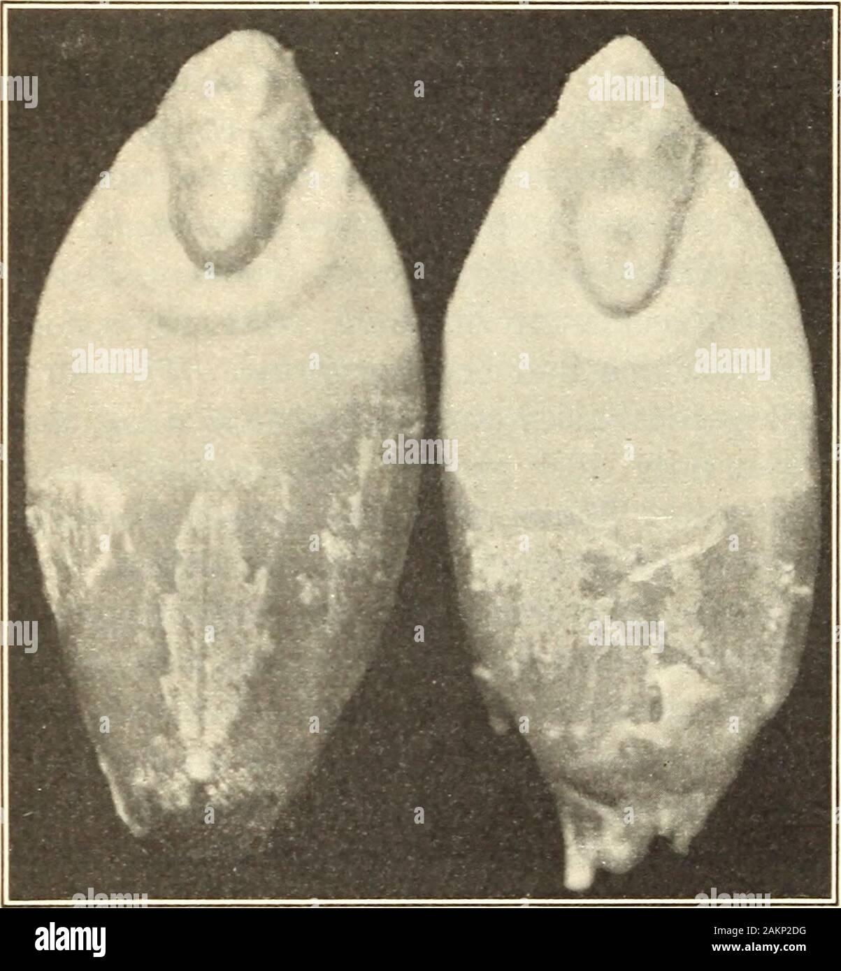 Endosperm hi-res stock photography and images - Page 6 - Alamy