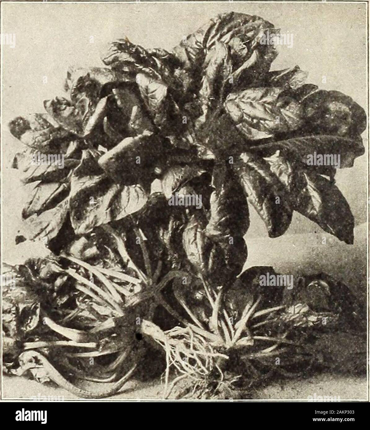 Garden and farm manual : 1905 . SANDWICH ISLAND SALSIFY. Rhubarb (Pie Plant) One ounce will produce about one thousand plants. LARGE VICTORIA. An excellent cooking varietv.Seed, per pkt., 5c; oz., 15c; % lb., 40c; lb., 81.35. RHUBARB ROOTS. EARLY STRAWBERRY andVICTORIA. Each, per large root, 15c; doz., 81.00; 100,$4.50, by express; by mail, postpaid, 25c. each ; $2.00 per doz. Spinach One ounce will sow one hundred feet of drill. Twelvepounds will sow one acre. Improved Early Giant Thick-Leaved This new English Spinach, seed of which we offered forsale two years ago for the first time in Ameri Stock Photo