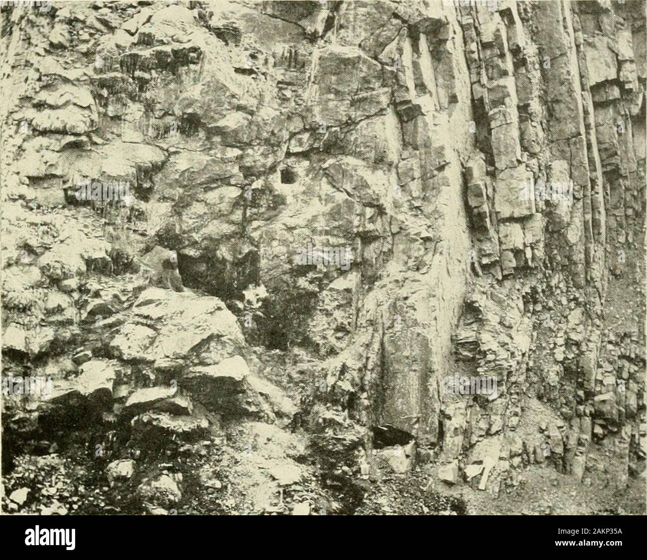 Expeditions organized or participated in by the Smithsonian Institution.. . cessible crevices in the rocks. Eiders arestill locally common, but are rapidly disappearing; onlv one largebreeding colony was found. Scoters are still abundant in largeflocks about the heads of the bays. Glaucous gulls still breed on the high rocky clififs where their nestsare inaccessible. Great black-backed gulls and herring gulls arestill fairly common. Land birds are nowdiere abundant, with thepossible exception of the white-crowned sparrow, which is a commondooryard bird everywhere. Horned larks, pipits, juncos, Stock Photo
