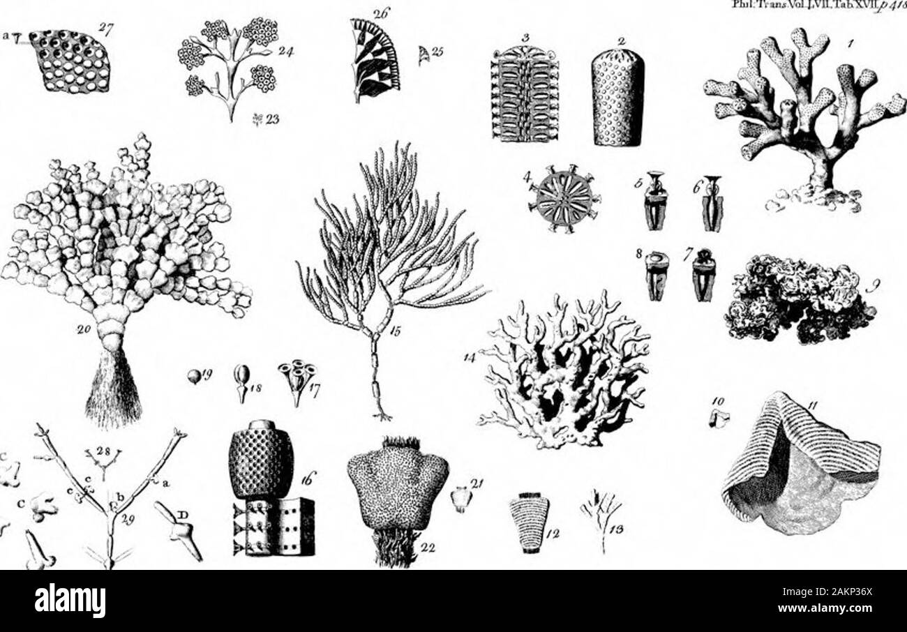 Extract of a Letter from John Ellis, Esquire, FRSto DrLinnaeus, of Upsal, FRSon the Animal Nature of the Genus of Zoophytes, Called Corallina . [ 427 ] Frg, C, The fame magnified, to (hew its frudi- fication. d. The male Conferva plumofa. P, The fame magnified^ (hewing its catkins^or male flowers?, €. Conferva flofeulofa. £• The fame magnified, (hewing its pedun-culated flowers, or fruit, with theirpolypetalous cups^ f. Conferva geniculata. F. The fame magnified, to (hew its flowers furrounding the joints. g. Conferva plumula, G. Part of it magnified, to (hew the difpo- fition of its branches* Stock Photo