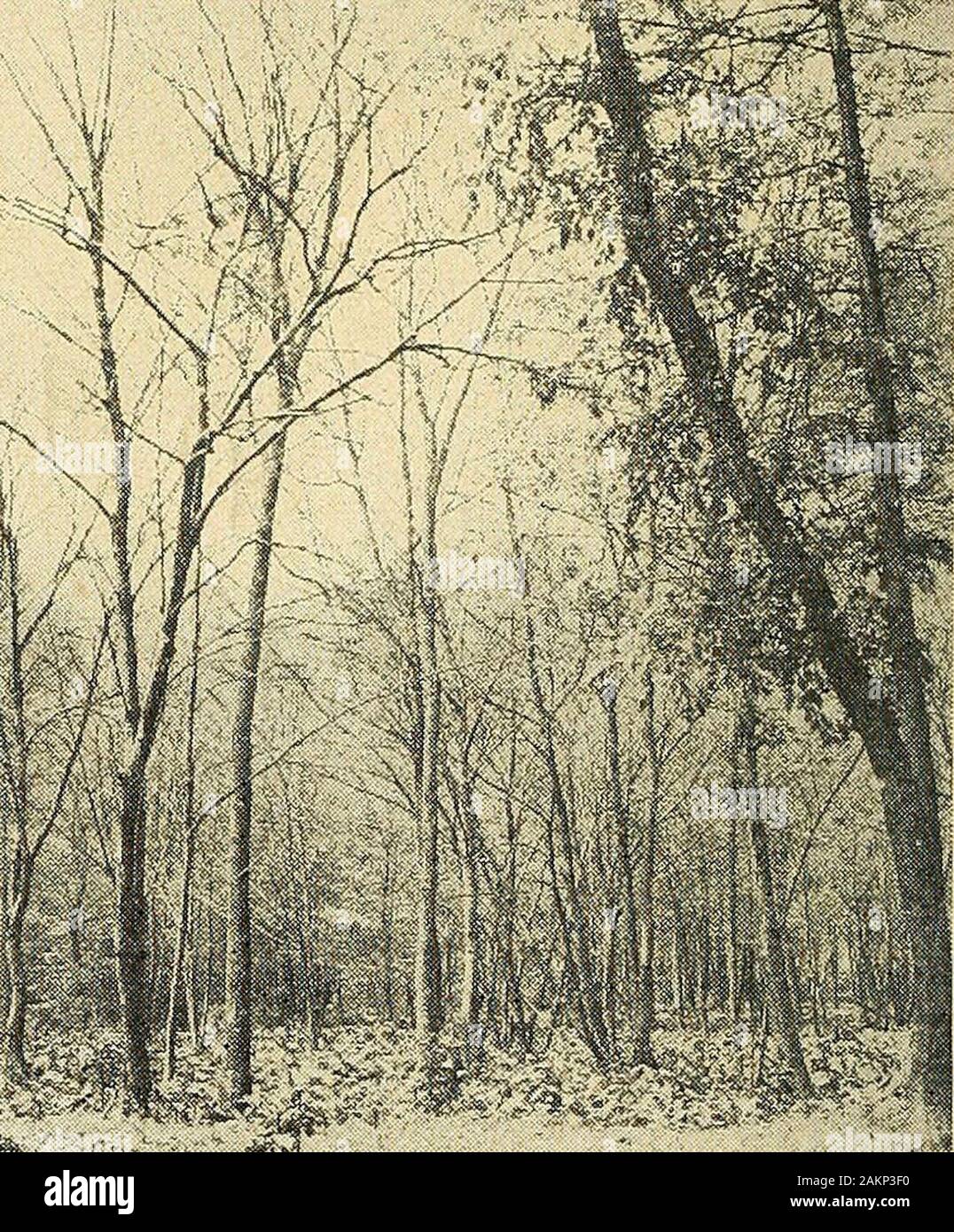 Report of the State Entomologist of Connecticut for the year .. . ? . Figure 12. Trees defoliated by the elm spanworm. white ash, and yellow birch were the predominant species, in the ordernamed. White ash and red maple appeared to be the favored food plants.A total of 31 trees of the first species was defoliated; and of a total of 32red maples, 29 were completely, and 3 partially, stripped. Yellow birchnumbered 24 and on only 6 of these was stripping complete; 17 showedmedium defoliation and one showed signs of only light feeding. Otherspecies moderately to completely defoliated were: red oa Stock Photo