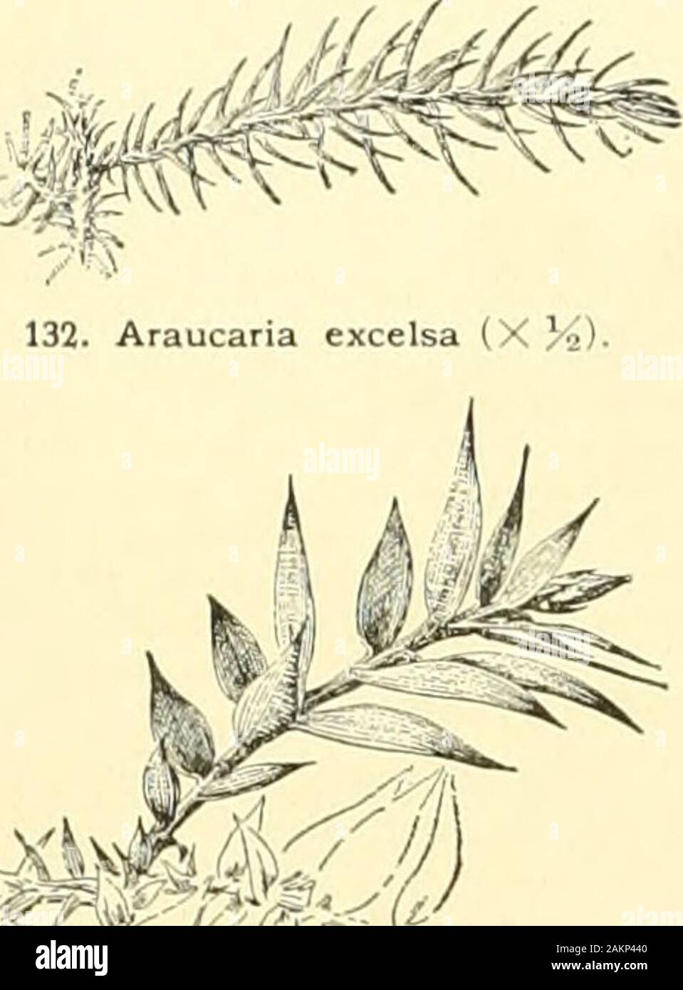 Cyclopedia of American horticulture, comprising suggestions for cultivation of horticultural plants, descriptions of the species of fruits, vegetables, flowers and ornamental plants sold in the United States and Canada, together with geographical and biographical sketches, and a synopsis of the vegetable kingdom . 131. Araucaria excelsa.A raeeed plant, z^ovra with insufficient nd attention. 90 ARAUCARIA ARCHOXTOPHCEXIX. 133. Araucaria Bidwillii (X %). 150 ft., and is known as Bunga-liunga. R.H. 1897, p.500. G.C. III. 15: 465, showing the pineapple-like cone.— One of the be.st and handsomest sp Stock Photo