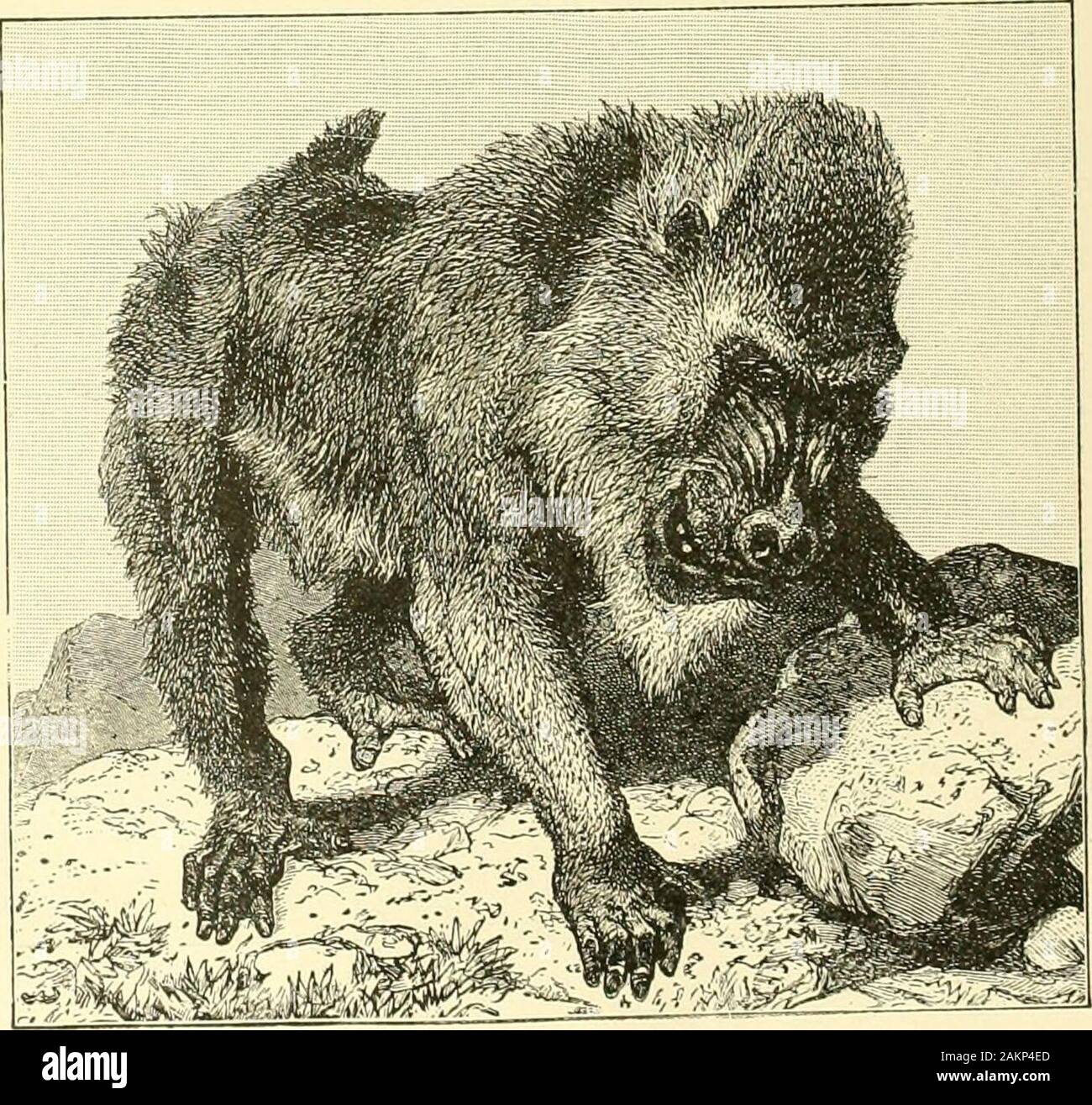 Hunting and trapping stories; a book for boys . This apes face has brilliantblue and red streaks on the cheeks making it look very hideous. Baboons are awfully quarrelsome and have great Hunting and trapping stories; a book for boys . This apes face has brilliantblue and red streaks on the cheeks making it look very hideous. Baboons are awfully quarrelsome and have great
