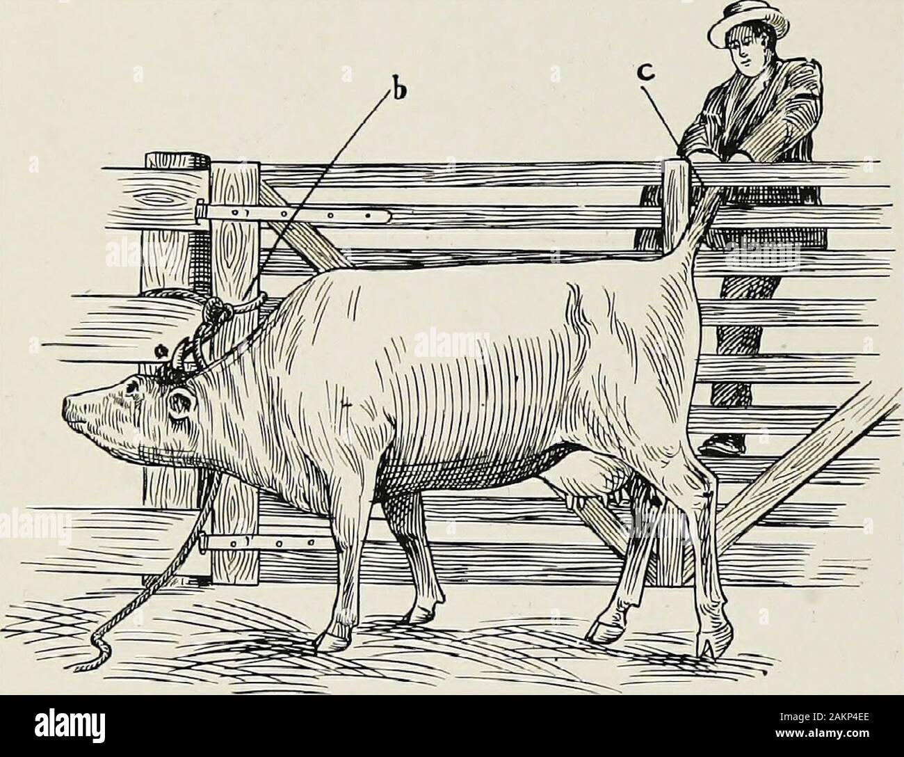 pic Domestic Animals Drawing Easy Cow https www alamy com restraint of domestic animals a book for the use of students and practitioners 312 illustrations from pen drawings and 26 half tones from original photographs fig 243 leavitts head holder 226 eesteaint of domestic animals head tied to post and tail through opening between8lats of gate figure 244 represents a simple quicksand efifectual methodof securing cattle in the standing posture for spaying andother surgical operations a rope is looped around base ofhorns a the headis then drawn near the gate post around fig 244 animal secured by head tied to post and tail heldthrough image339161942 html