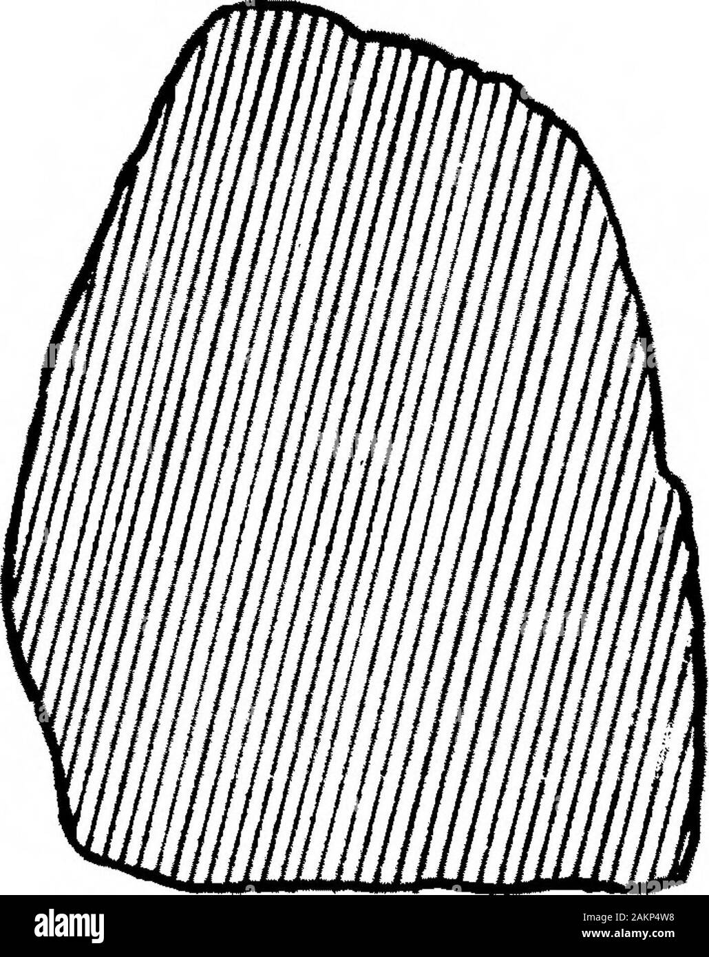 The Transition from Rostro-Carinate Flint Implements to the Tongue ...